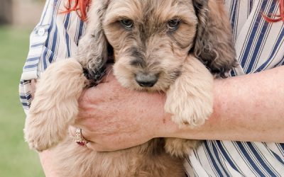 Poppy – Homeward Bound