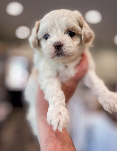 Brush Stroke- girl Habibi Bear Puppy for sale in Wa