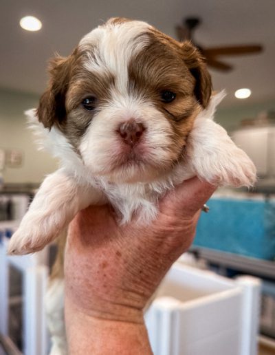 Breakout - red phantom parti color Habibi Bear Puppy for sale