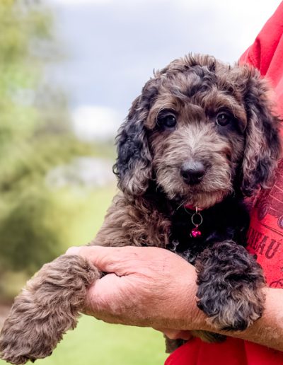 Rainey- girl moyen habibi bear blue merle