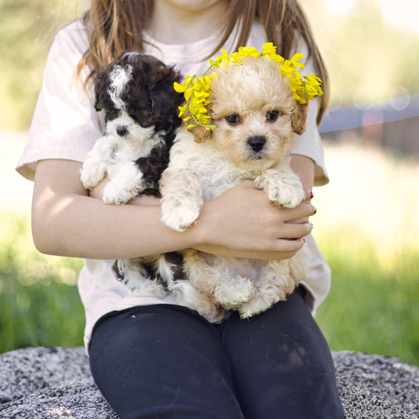 Purple Pinwheel Habibi PUppy for sale 