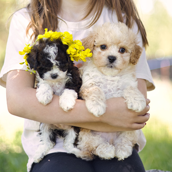 adorable Habibi Bear Puppies - the ultimate teddy bear cavapoo cavachon