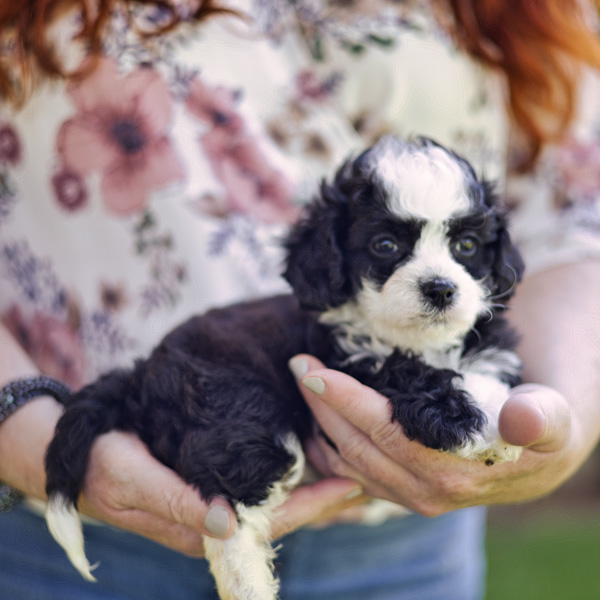 the cutest teacup habibi bear puppy - Sissy
