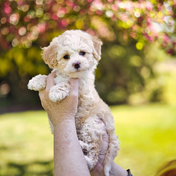 Sunburst - habibi bear puppy with blue eyes 