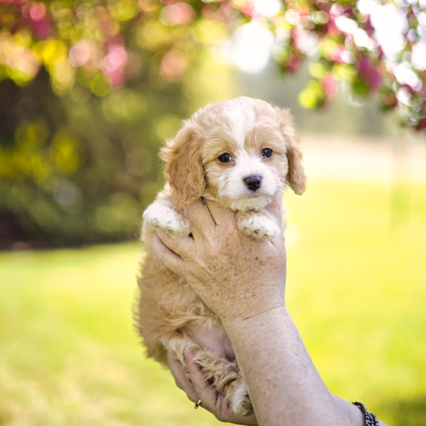 the cutest cavalier mix puppies on the planet, the habibi bear