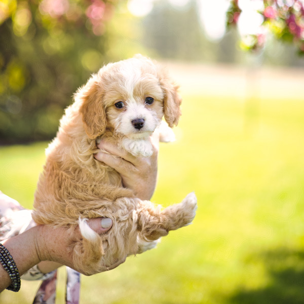 Sunkiss Habibi Bear puppy 
