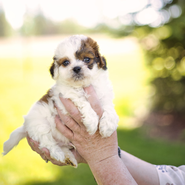 Twilight Dream - Boy Habibi Bear Puppy for sale