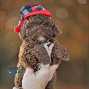 Chocolate Teddy Bear Dog