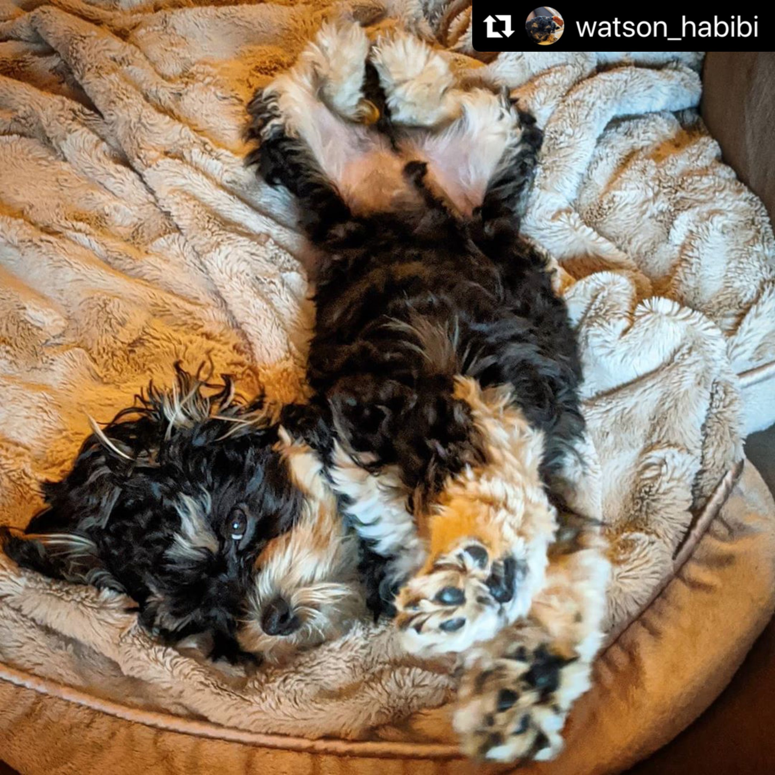 Mini Habibi Bear Puppy for sale in wa