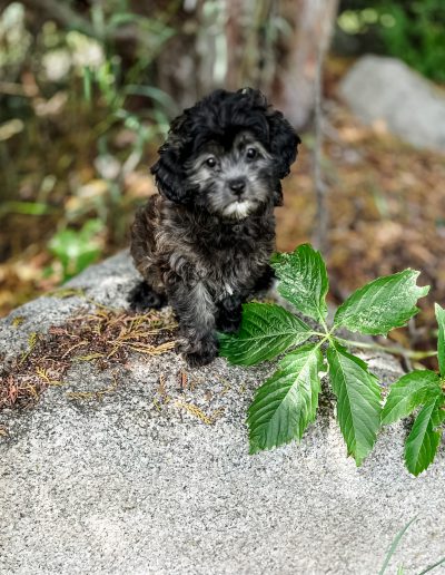 MIdnight-The Teddy Bear Dog with a Deeper Purpose | Habibi Bear™