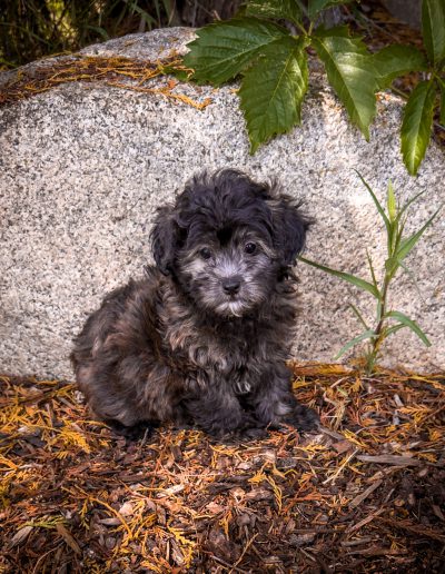 MIdnight-The Teddy Bear Dog with a Deeper Purpose | Habibi Bear™