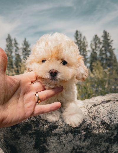 English Cream Teddy Bear Puppy Teacup