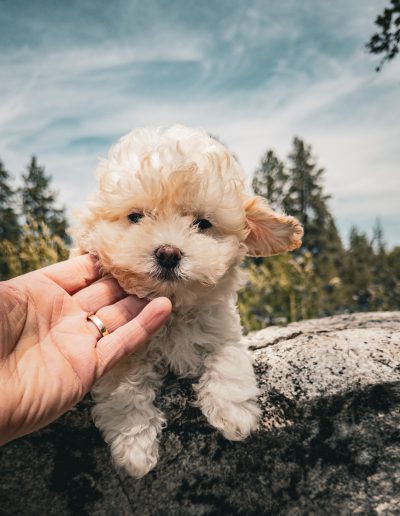 English Cream Teddy Bear Puppy Teacup