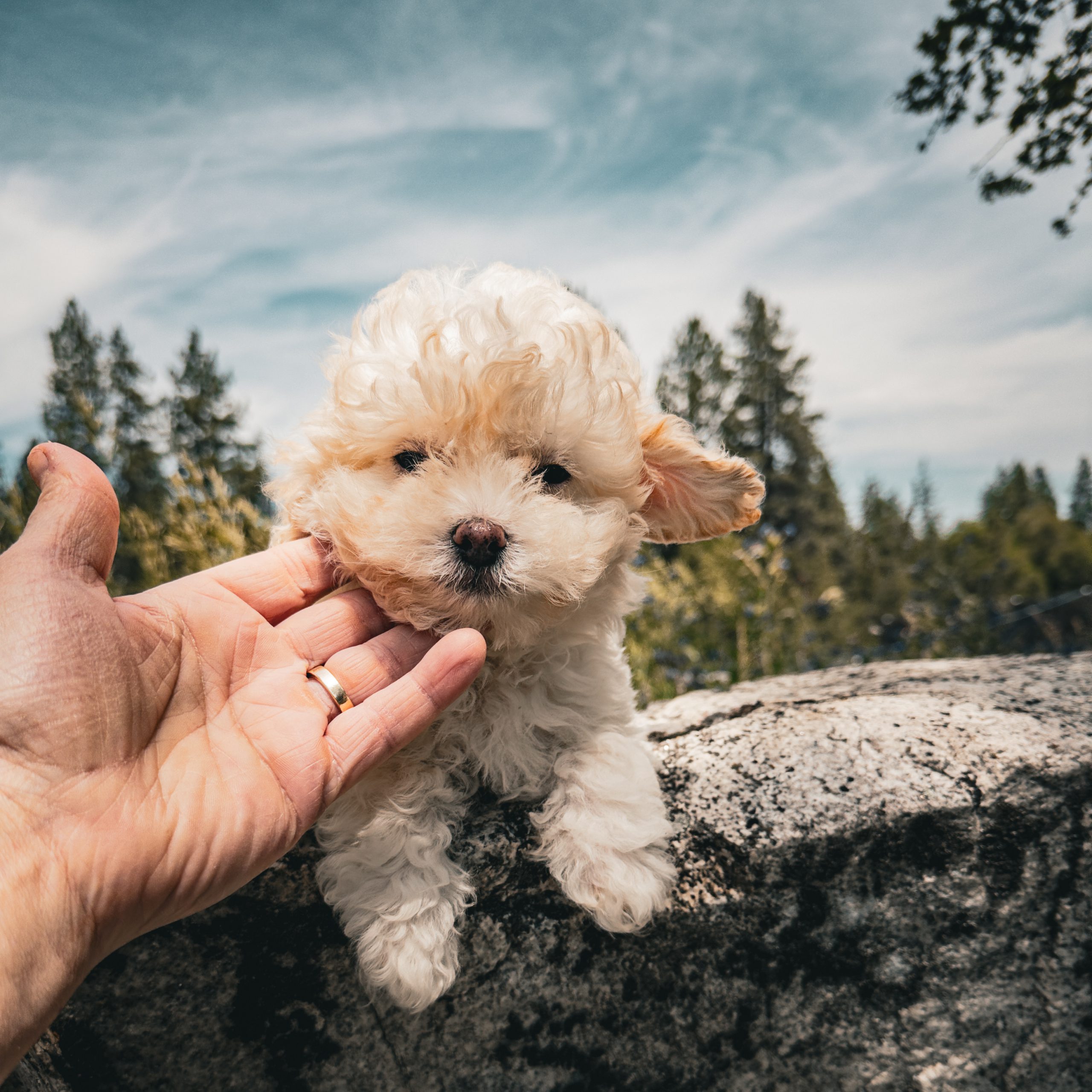 English Cream Teddy Bear Puppy Teacup