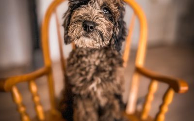 Bradwell – Moyen – Available- Great for Emotional Support