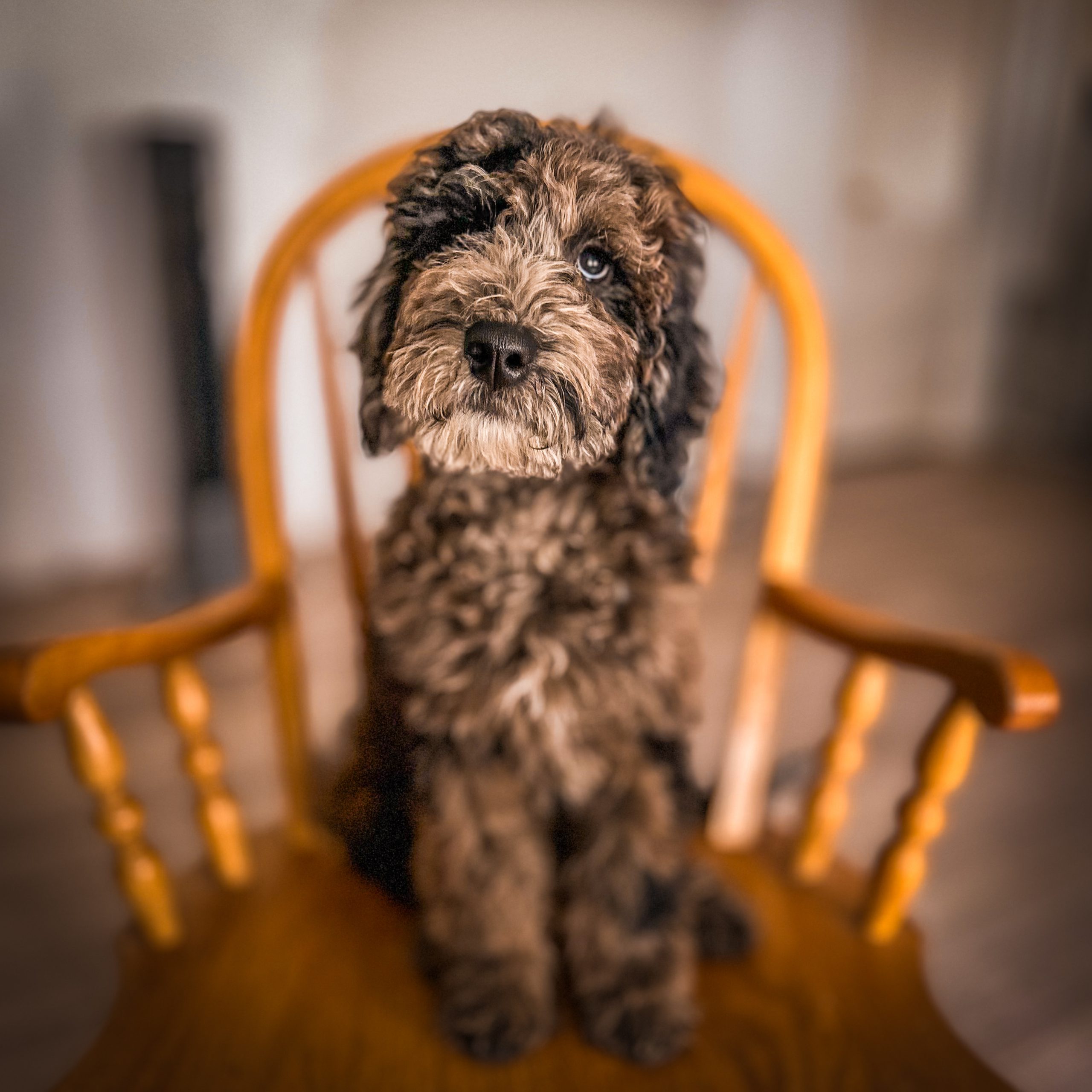 Midnight Moon - Sable Habibi Bear puppy for sale 