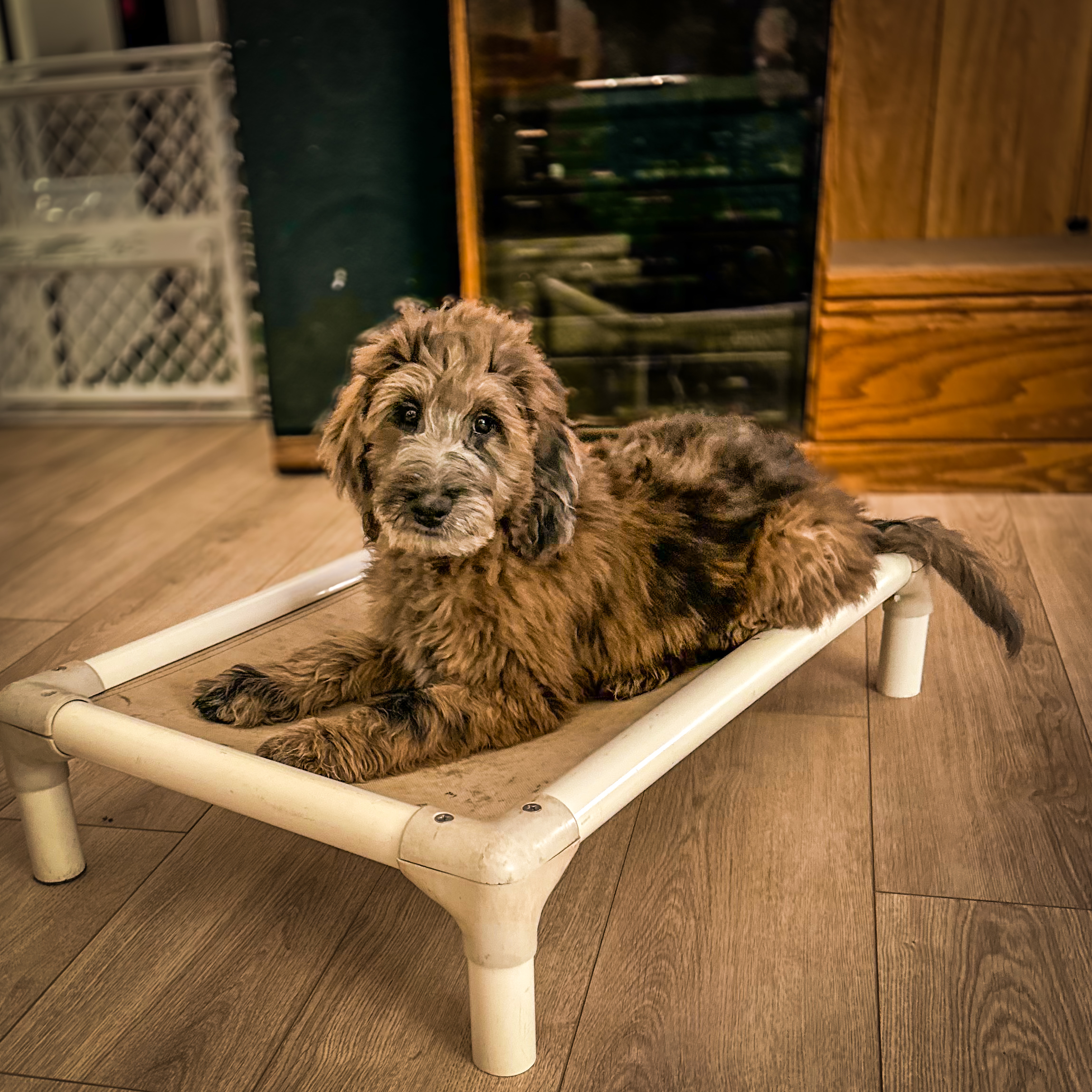 adorable Habibi Bear Puppies - the ultimate teddy bear cavapoo cavachon
