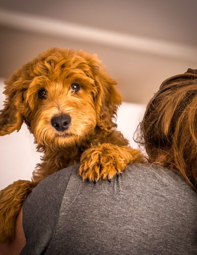 Uptown Dogs Teddy Bear Schnoodle