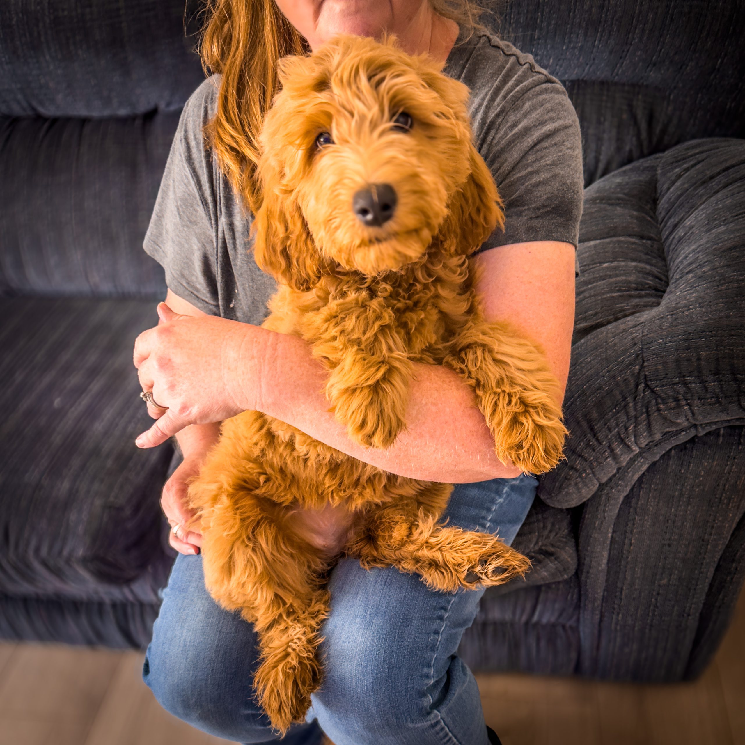 Rip CIty - Sable HAbibi Bear puppy for sale 