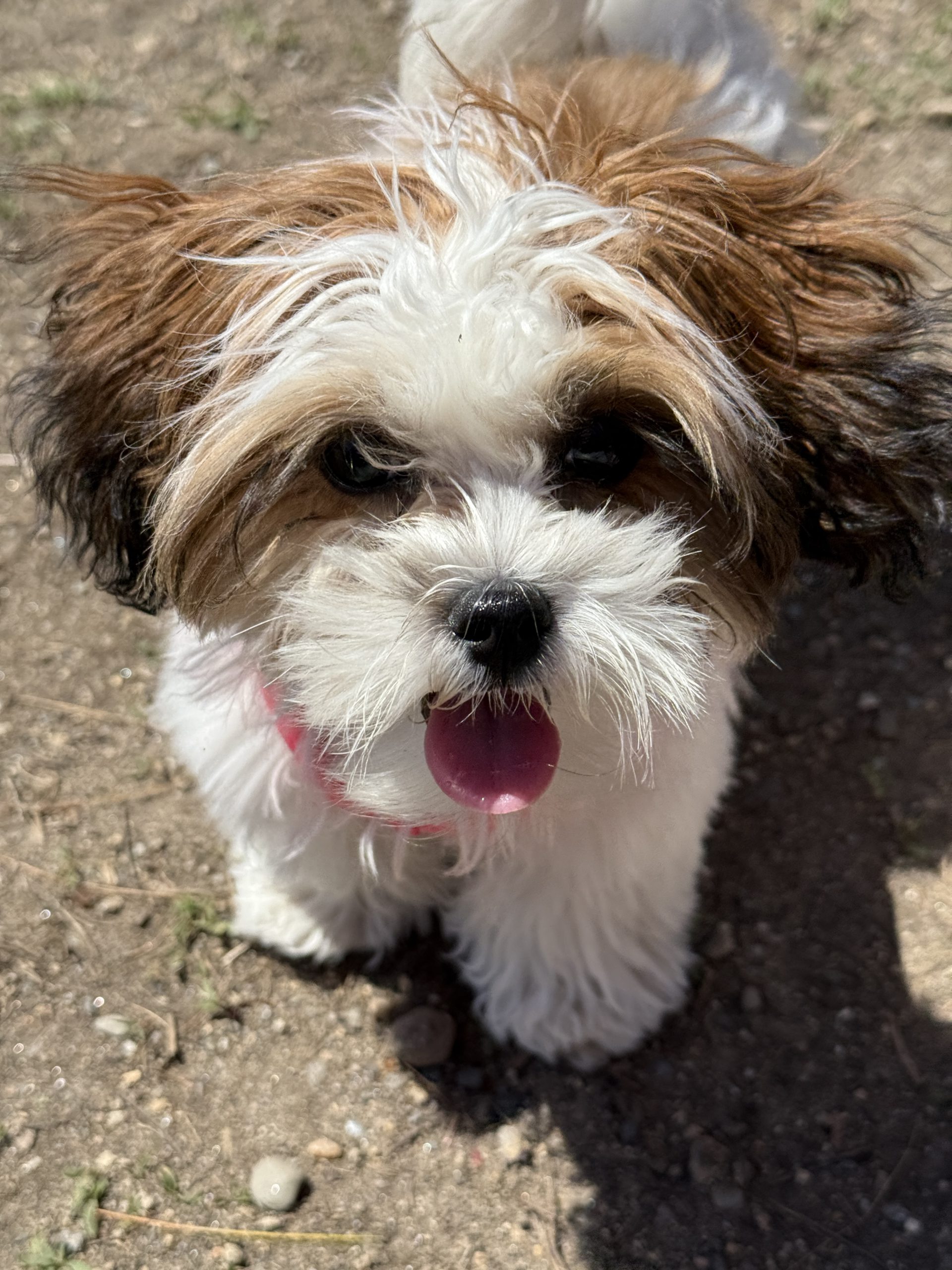 caring for your puppy's teeth 