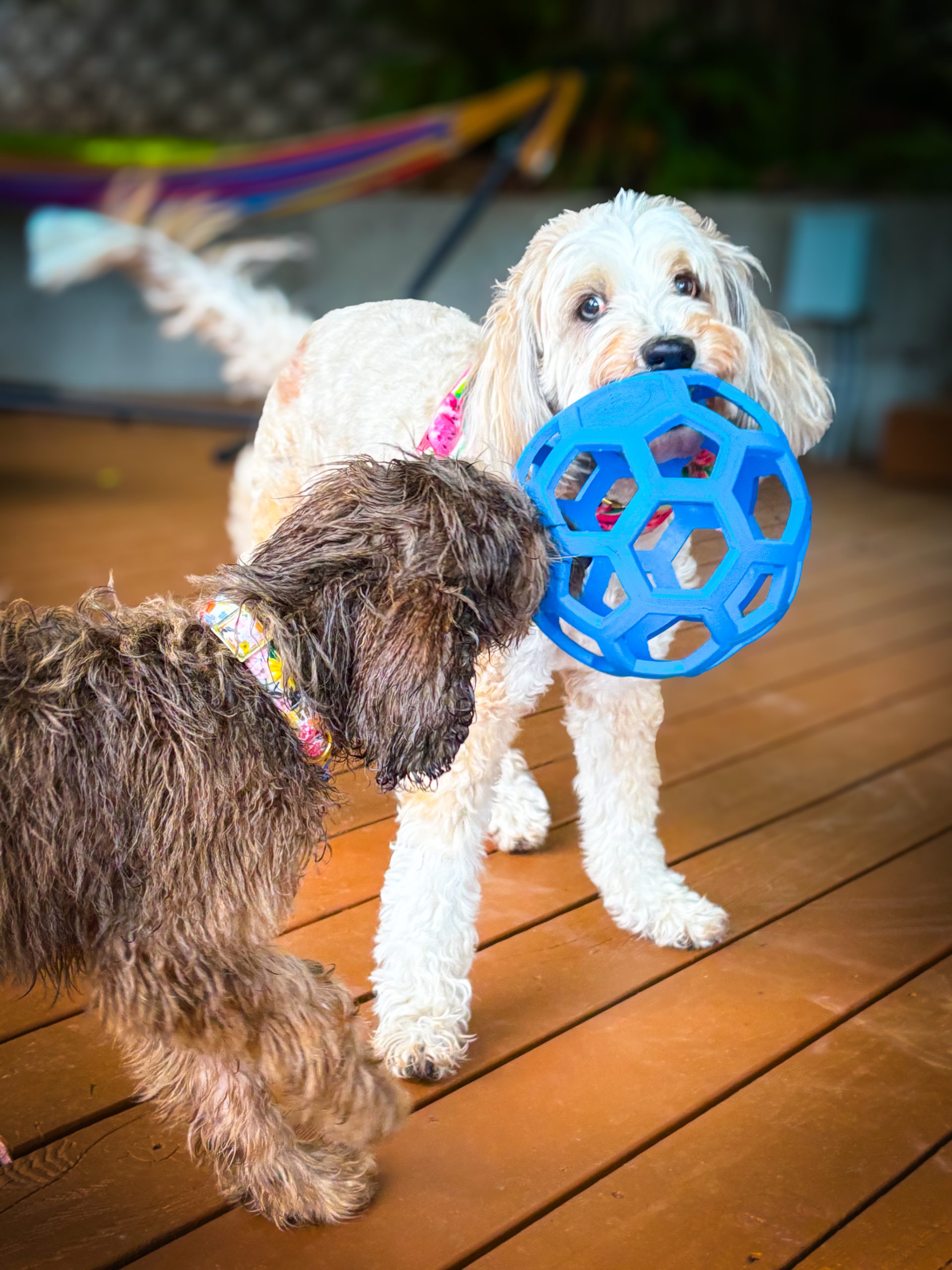 uptown dogs schnoodles Habibi Bears