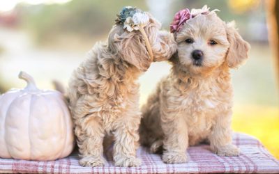 What Is a Schnoodle dog?