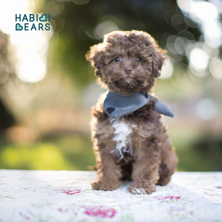 Schnoodle puppy at Habibi Bears