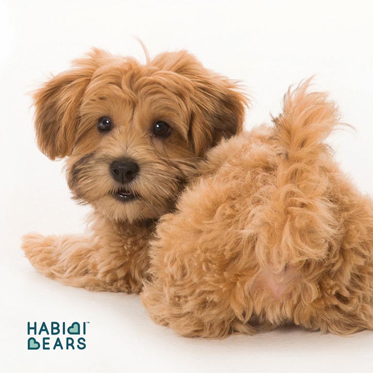Schnoodle puppy at Habibi Bears