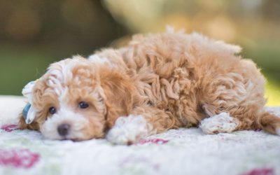Schnoodle: The Ultimate Dog Guide