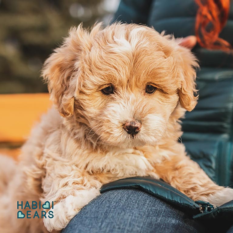 Schnoodle dog