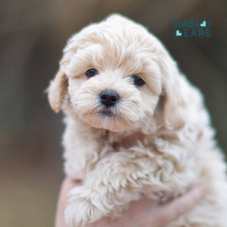 Schnoodle-puppy White Schnoodle dog at Habibi Bears