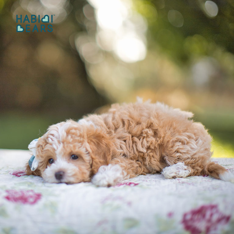 Schnoodle puppy laying down