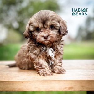 Teddy Bear Dog Breed