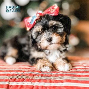 Teddy Bear Dog Puppy