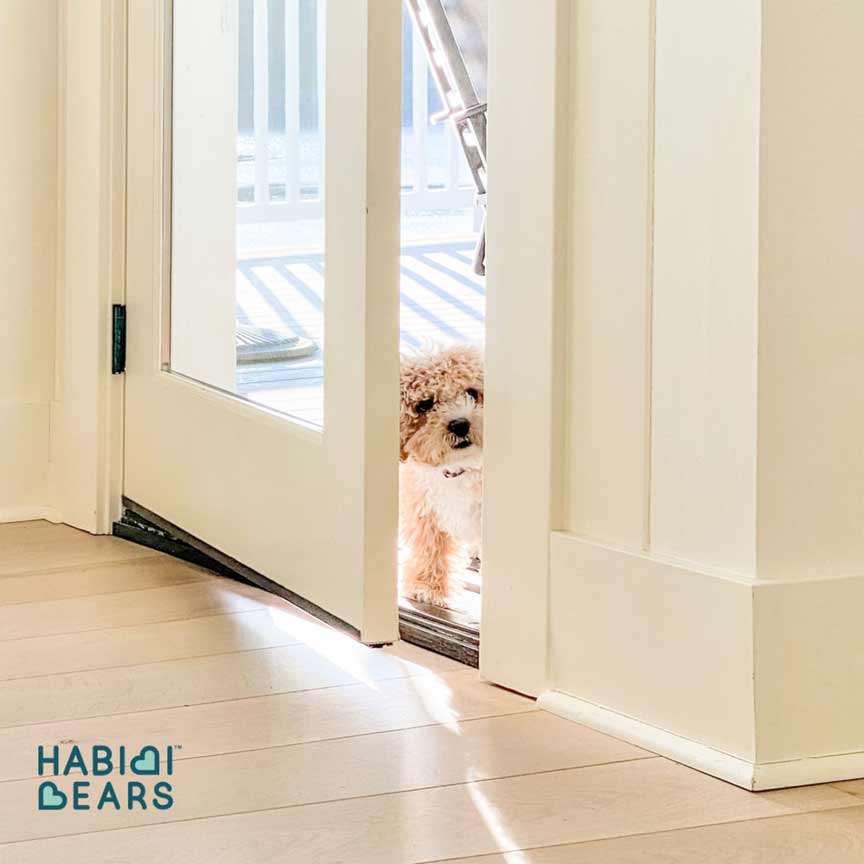 Teddy Bear Dog looking through doorway Teddy Bear Dog looking through doorway
