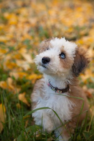 adorable teddy bear schnoodle of Uptown Dogs Schnoodles