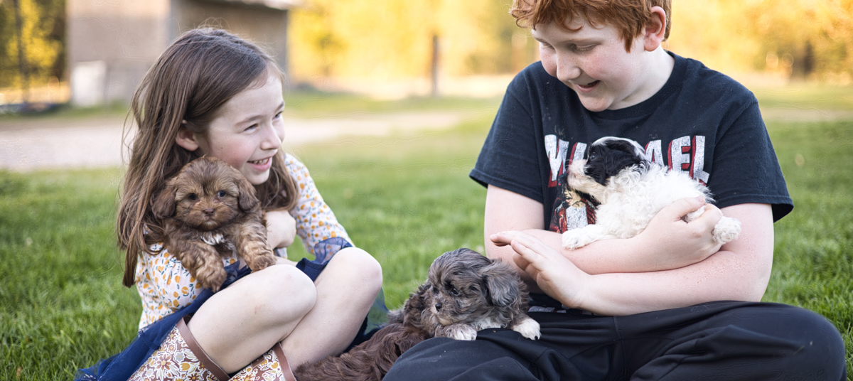 Habibi Bears the new breed for today's world - Teddy Bear puppies for sale Meet the Habibi Bear, today's new breed