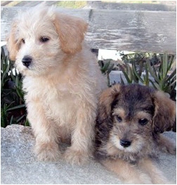 schnoodle the original Uptown Dogs Schnoodle