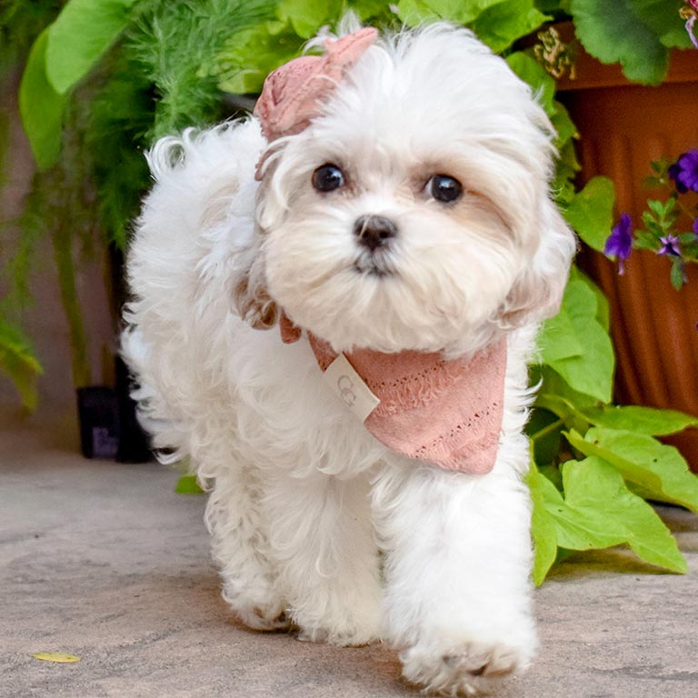 Are-Doodles-Hypoallergenic-4 Are doodles hypoallergenic?