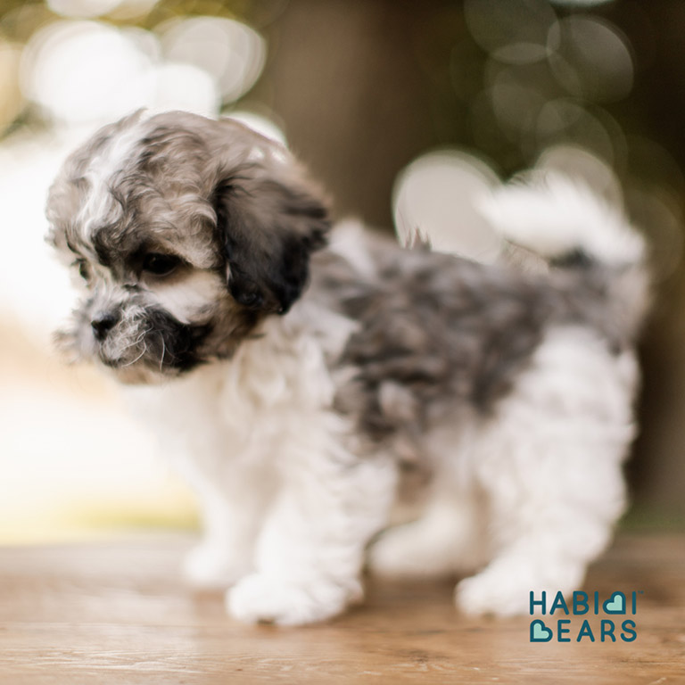 Are-Doodles-Hypoallergenic-5 Hypoallergenic doodle puppy