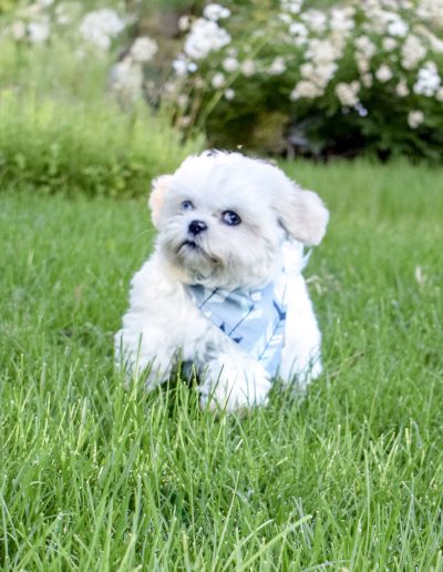 Lion's Maine - blue eyed habibi bear puppy for sale
