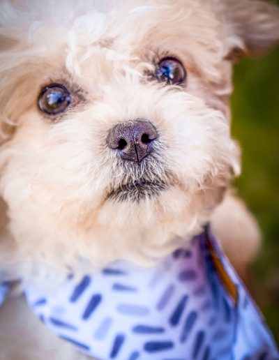 Adorable Teddy Bear puppy Habibi Bear puppy
