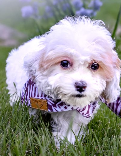 SKIPLEY The Habibi Bear™ | A New Breed with a Big Heart