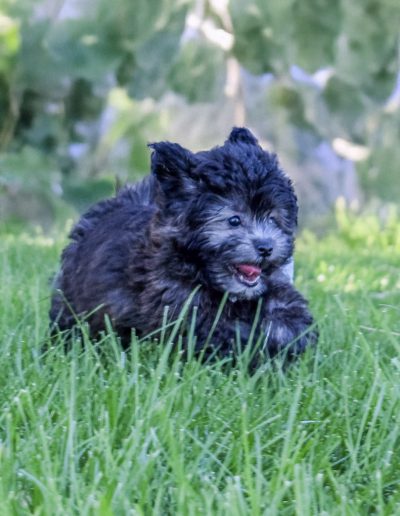MIdnight-The Teddy Bear Dog with a Deeper Purpose | Habibi Bear™