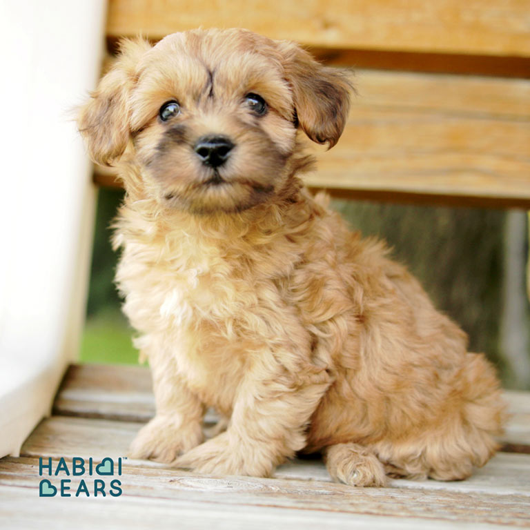 Schnoodle puppy at Habibi Bears
