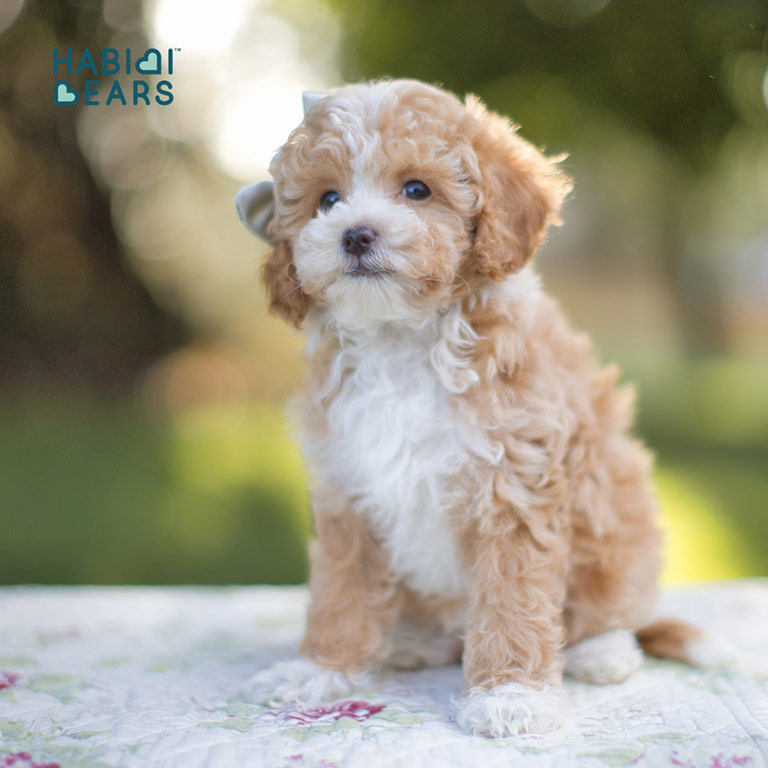 How-Much-Does-a-Schnoodle-Cost-4 Schnoodle puppy