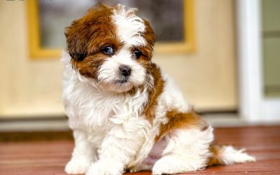 How Much Does a Schnoodle Cost?