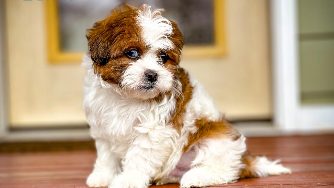 How-Much-Does-a-Schnoodle-Cost-banner Schnoodle puppy, how much does a Schnoodle cost?
