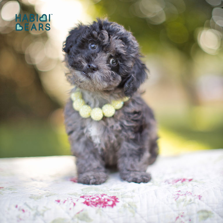 How-big-does-a-Schnoodle-get-4 Black, grey and white Schnoodle puppy