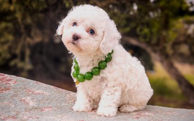 How Big Does a Schnoodle Get? A Complete Size Guide from Habibi Bears